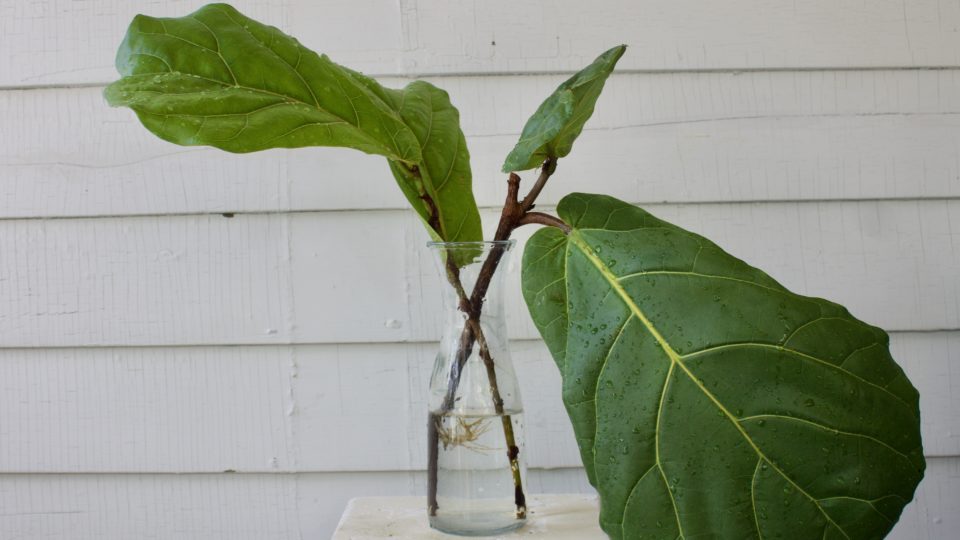 How To: Propagate a Fiddle Leaf Fig
