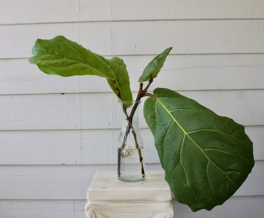 Propagate a Fiddle leaf fig in water