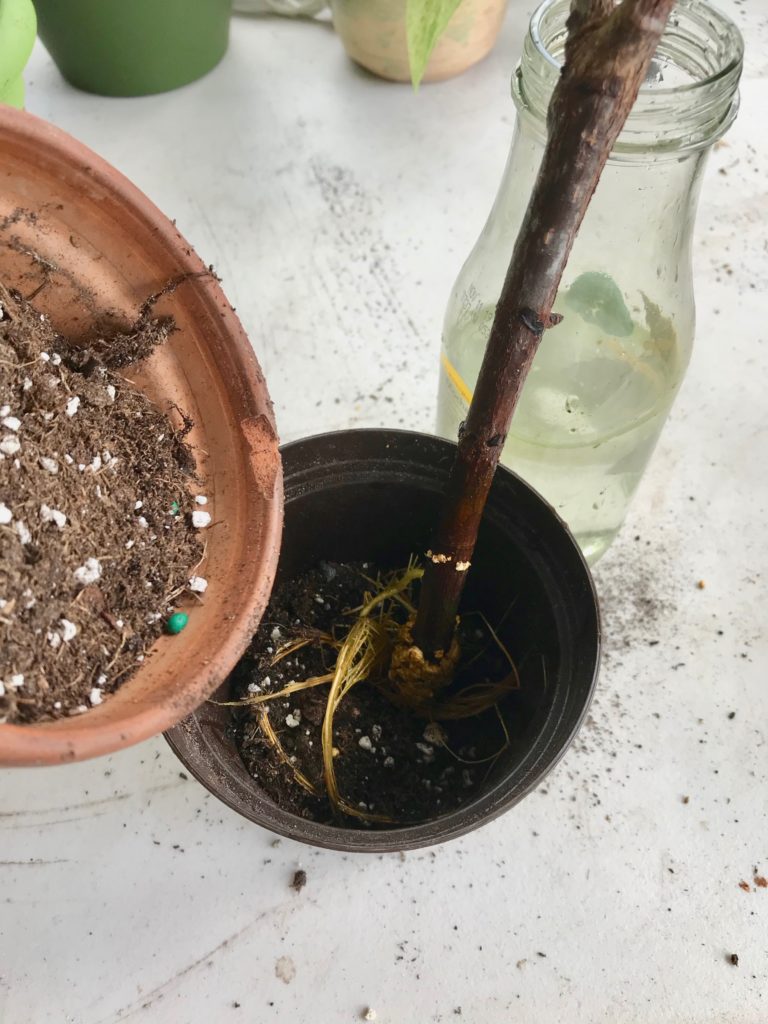 Planting a Fiddle Leaf Fig - Leaf and Paw