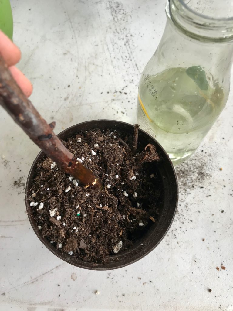 Planting a Ficus Lyrata 