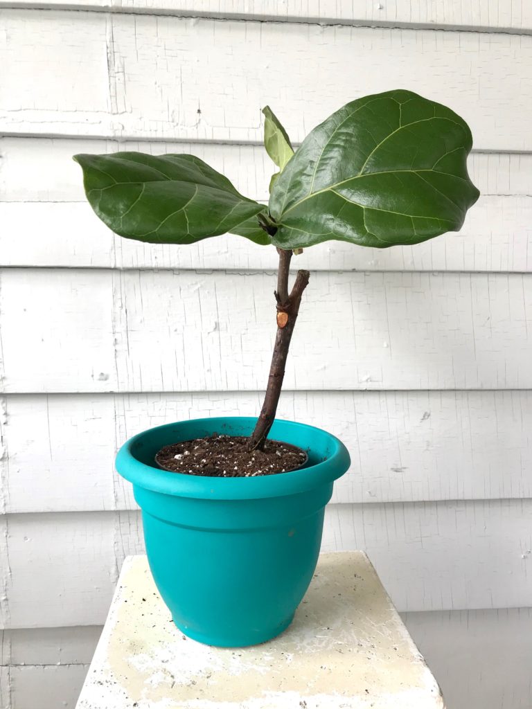 Finished Ficus lyrata planted