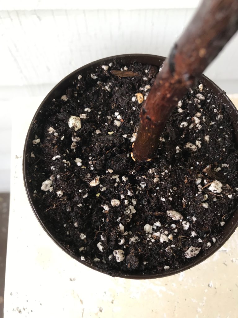 Watering a Ficus lyrata