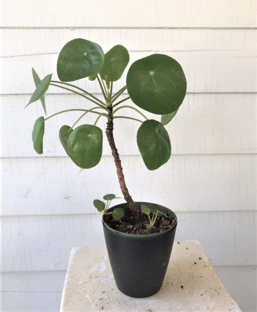 Pilea losing lower leaves