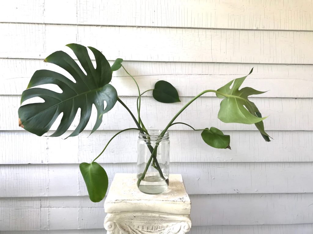 Monstera Propagation in Water : leaf and paw