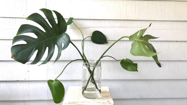 Monstera Propagation in Water : leaf and paw