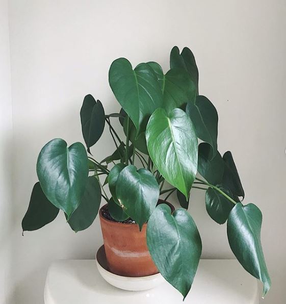 Monstera borsigiana - leaf and paw