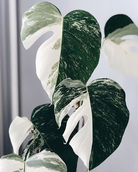 Monstera deliciosa albo