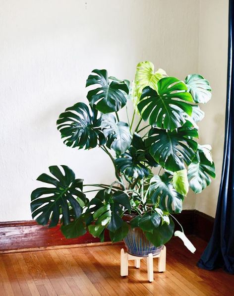 Mature Monstera deliciosa - leaf and paw