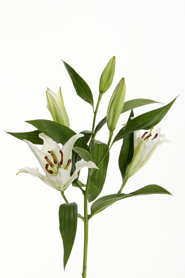 Lily plant 