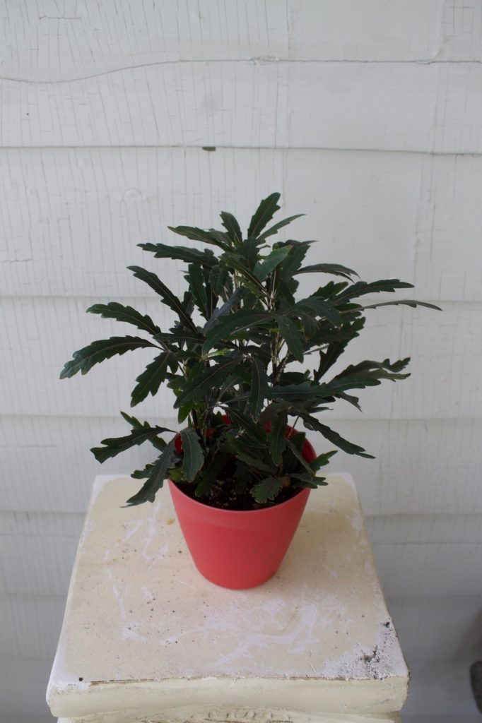 False aralia : Leaf and Paw pet safe houseplants