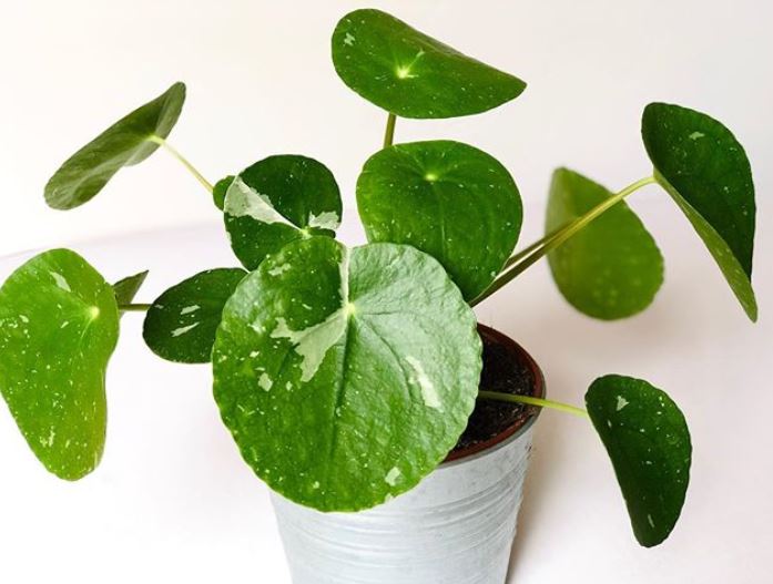 Variegated Pilea White Splash 