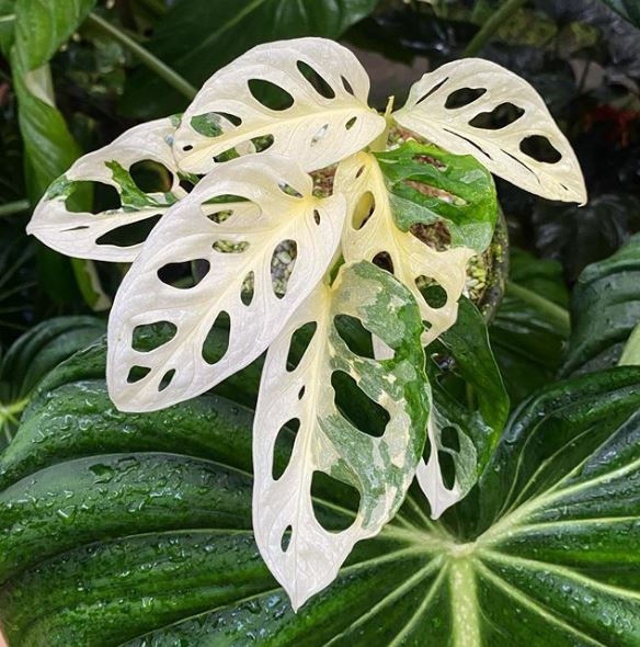 Monstera adonsonii variegata