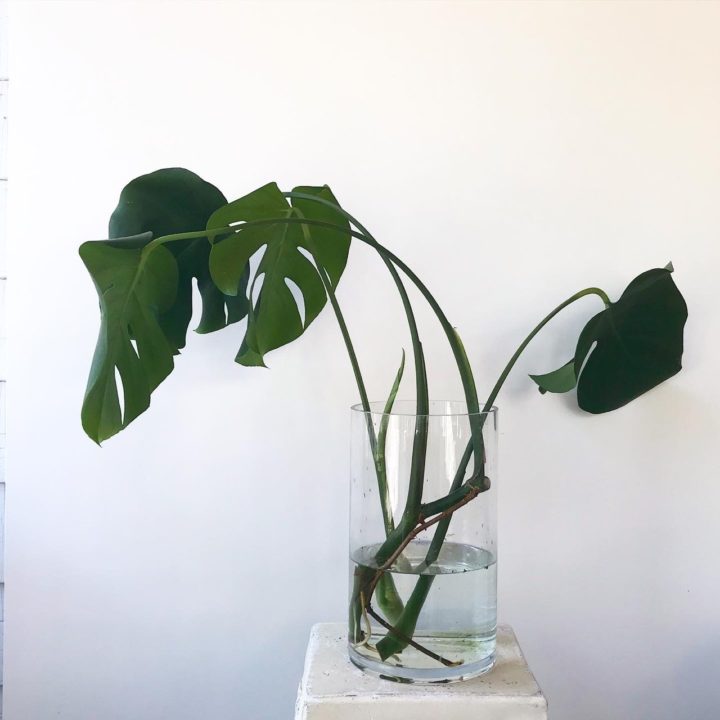 How To: Propagate a Monstera Deliciosa - Leaf and Paw