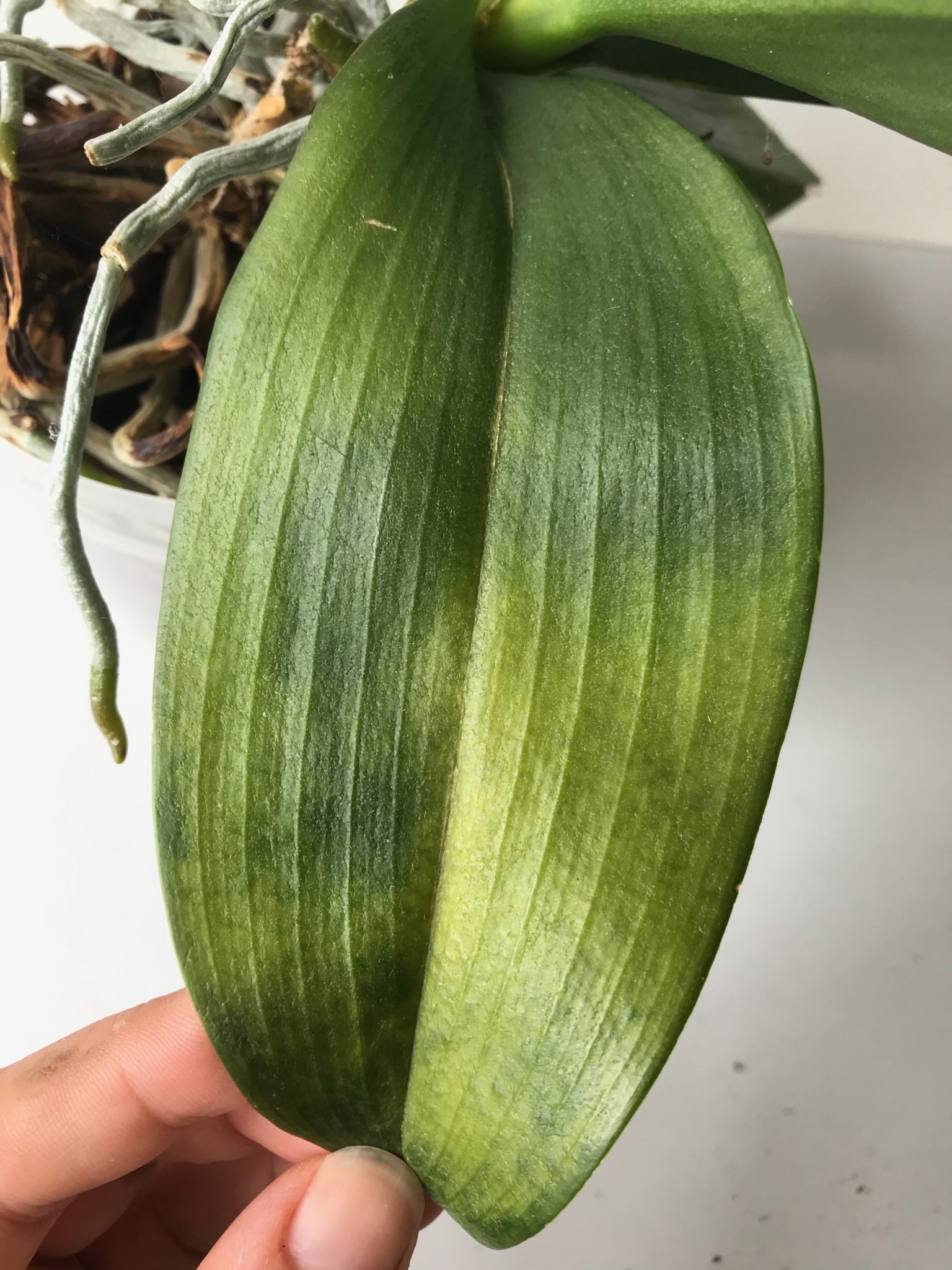 Why Your Orchid Isn't Blooming - Leaf And Paw