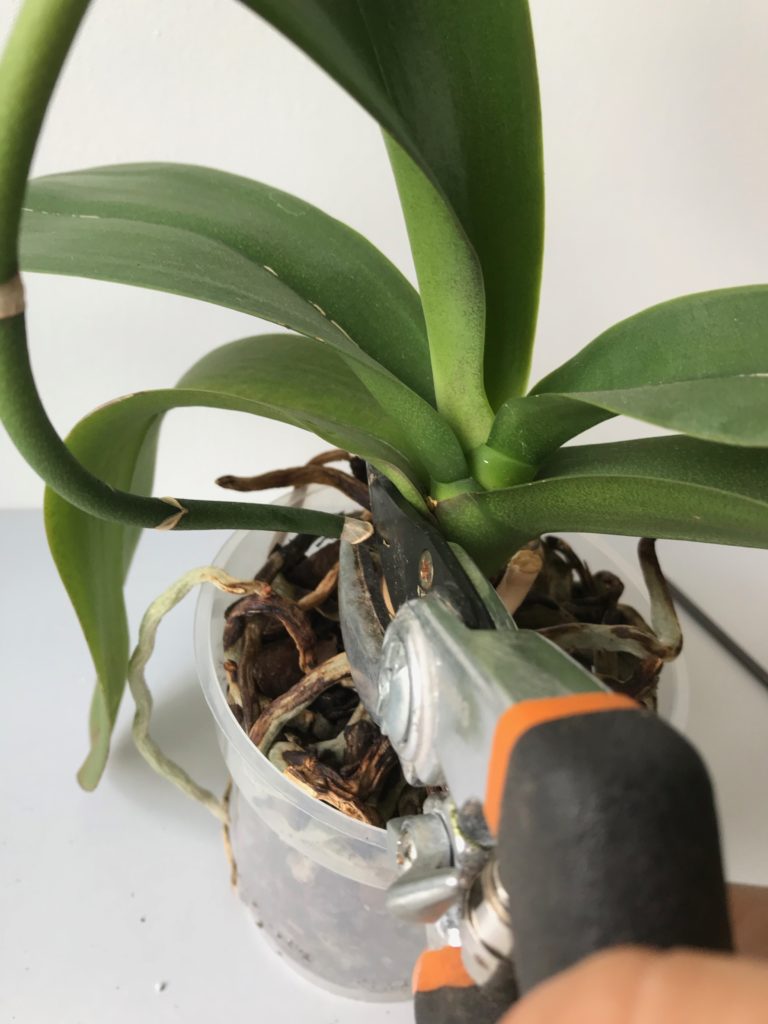 Cutting old Orchid spike : leafandpaw.com