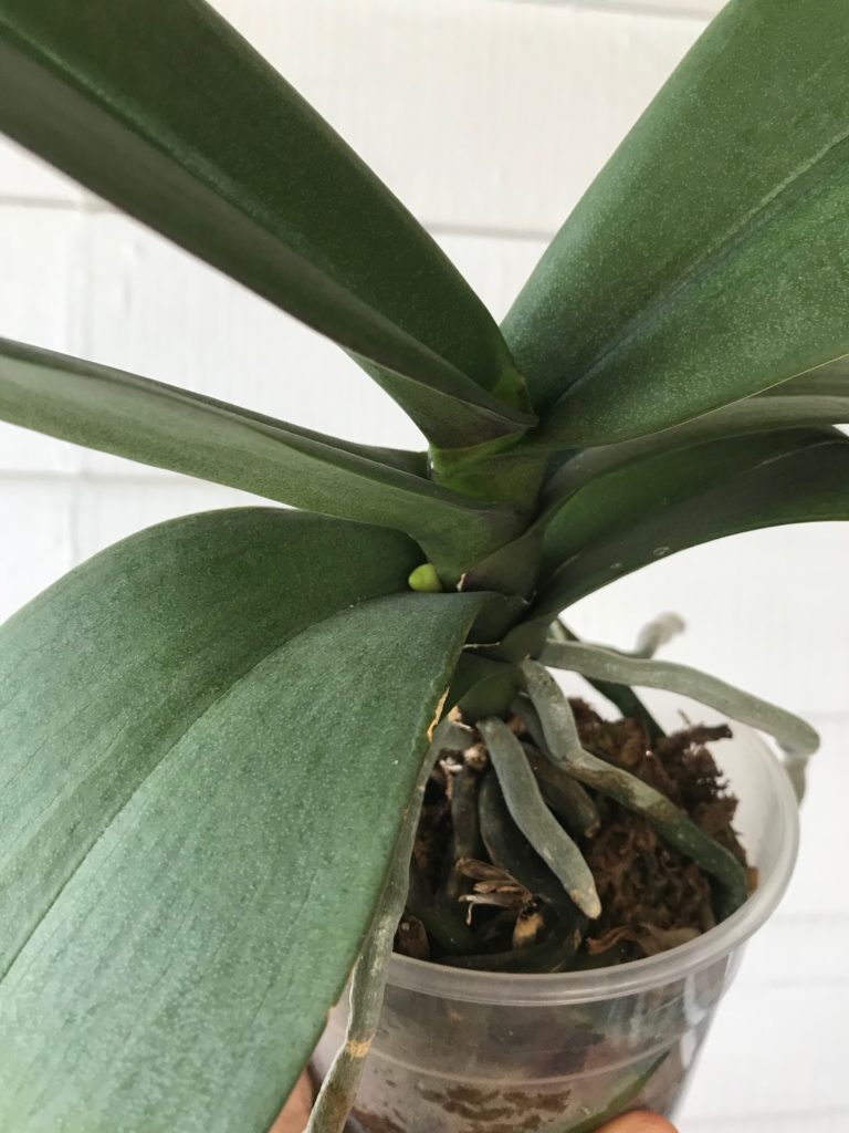 New orchid spike : leafandpaw.com