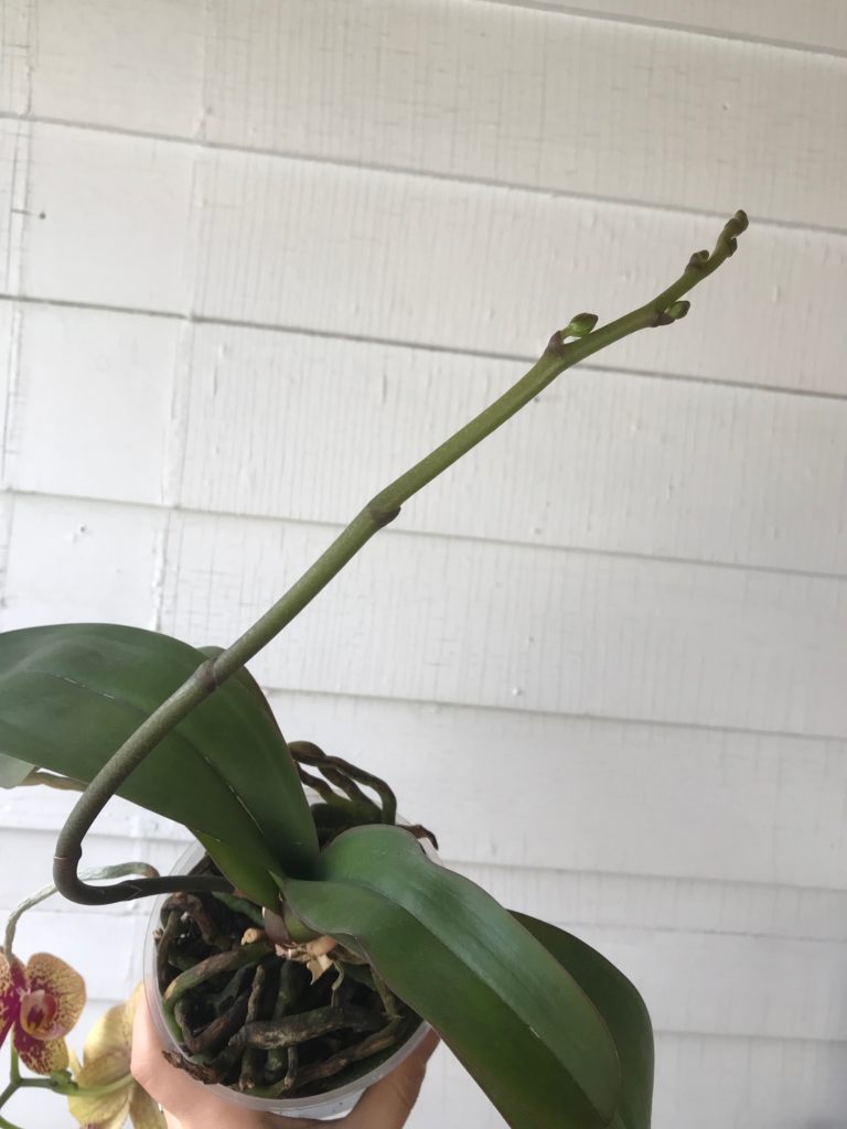 Orchid flower buds : leafandpaw.com