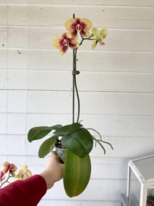 Why Your Orchid Isn't Blooming - Leaf And Paw