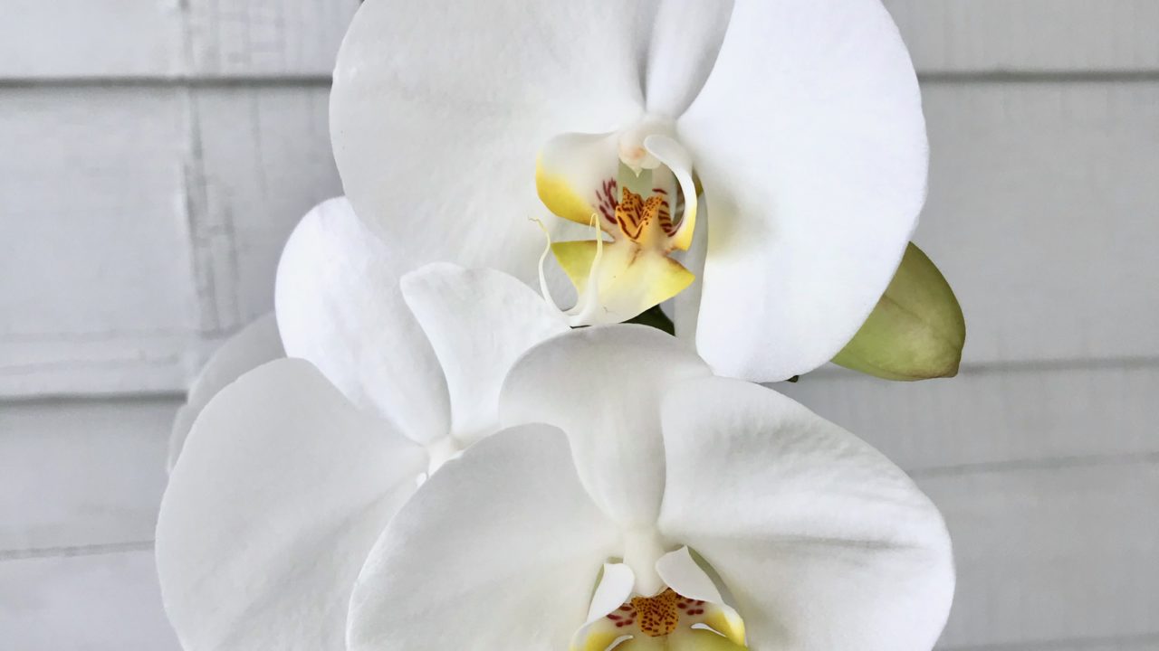 Why Your Orchid Isn’t Blooming