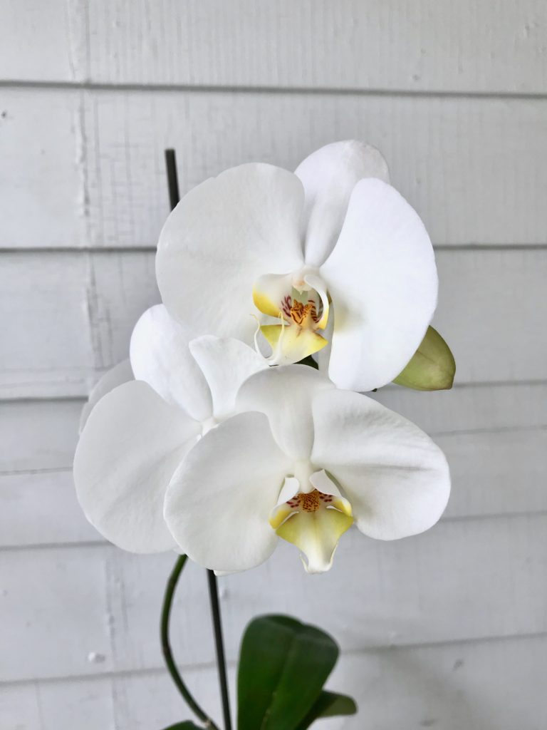 Orchid flowering : leafandpaw.com