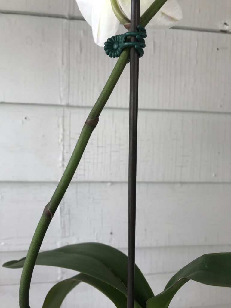Orchid spike : leafandpaw.com