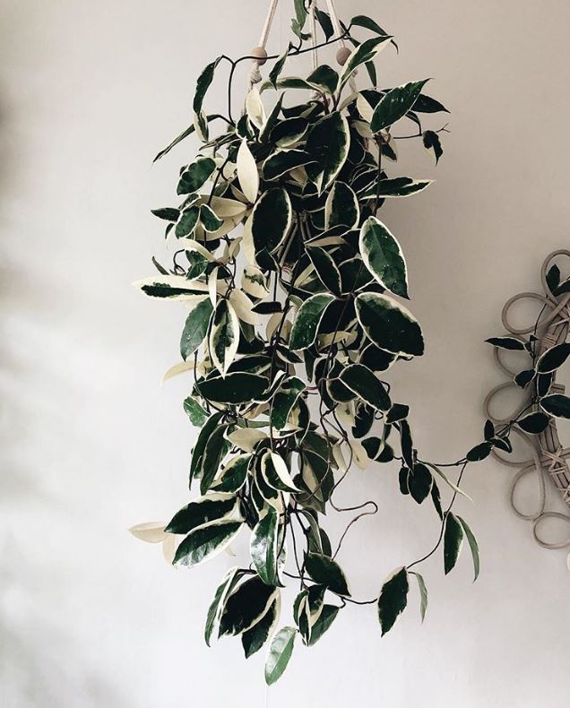 Hoya carnosa "Krimson Queen"