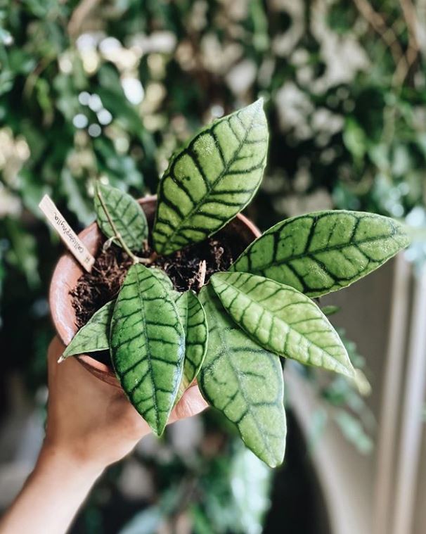 Hoya callistophylla : leafandpaw.com