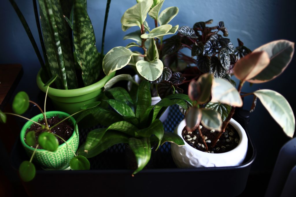 Plant arrangement on cart