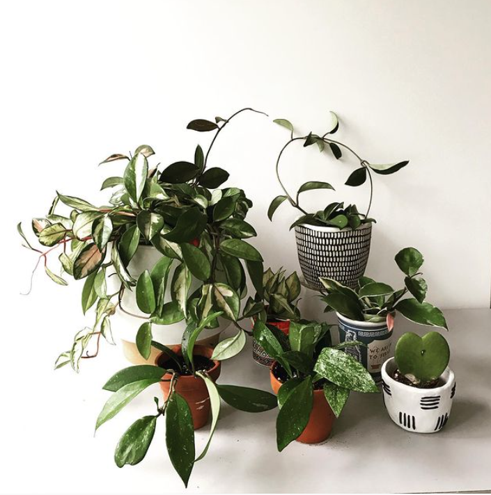 Pet-safe hoya plants