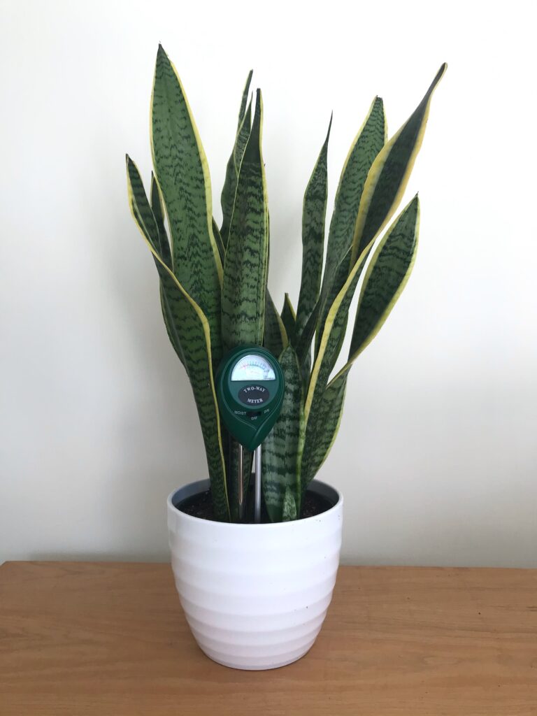Snake plant with moisture meter