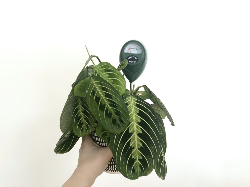 Maranta and moisture meter