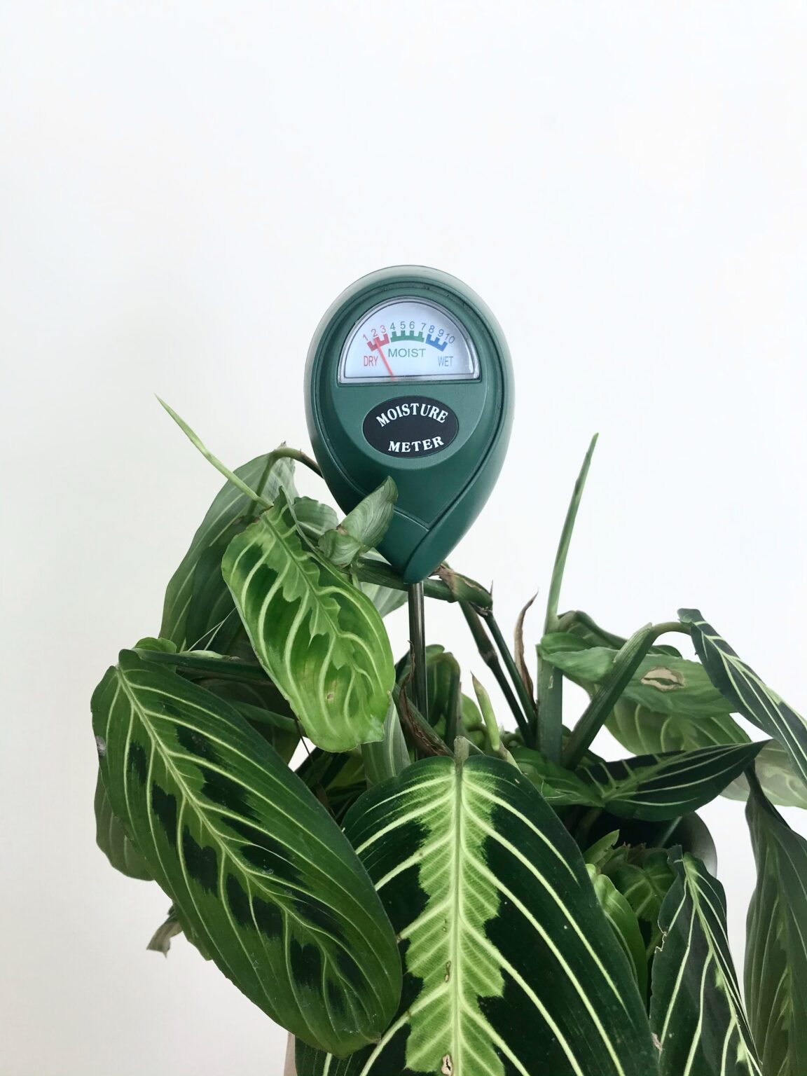 Why You Need a Moisture Meter Leaf and Paw