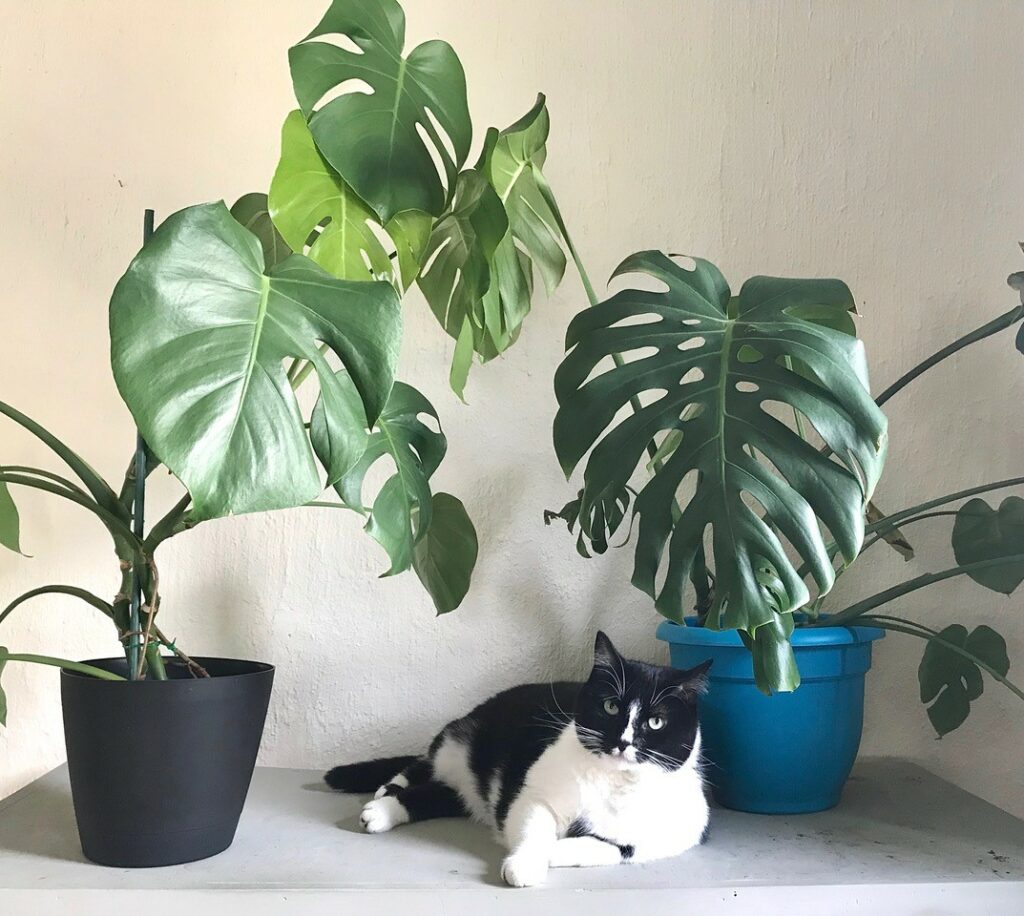 Plant Portrait Monstera Deliciosa Leaf And Paw