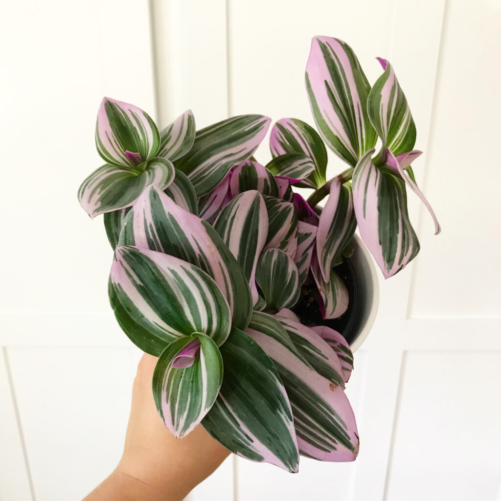 Artificial Plants, Tradescantia Hanging House Plant