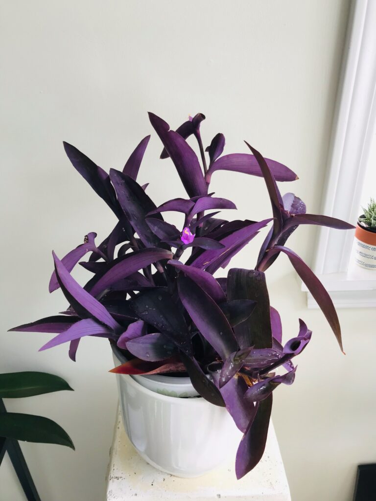 Is wandering jew hot sale poisonous to dogs