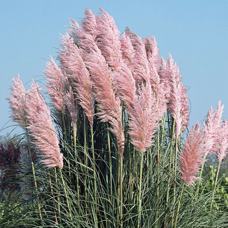 Wild pampas grass