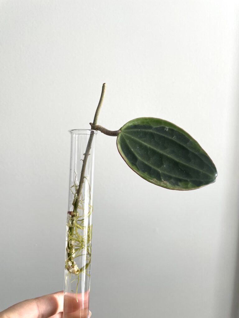 Hoya macrophylla propagation