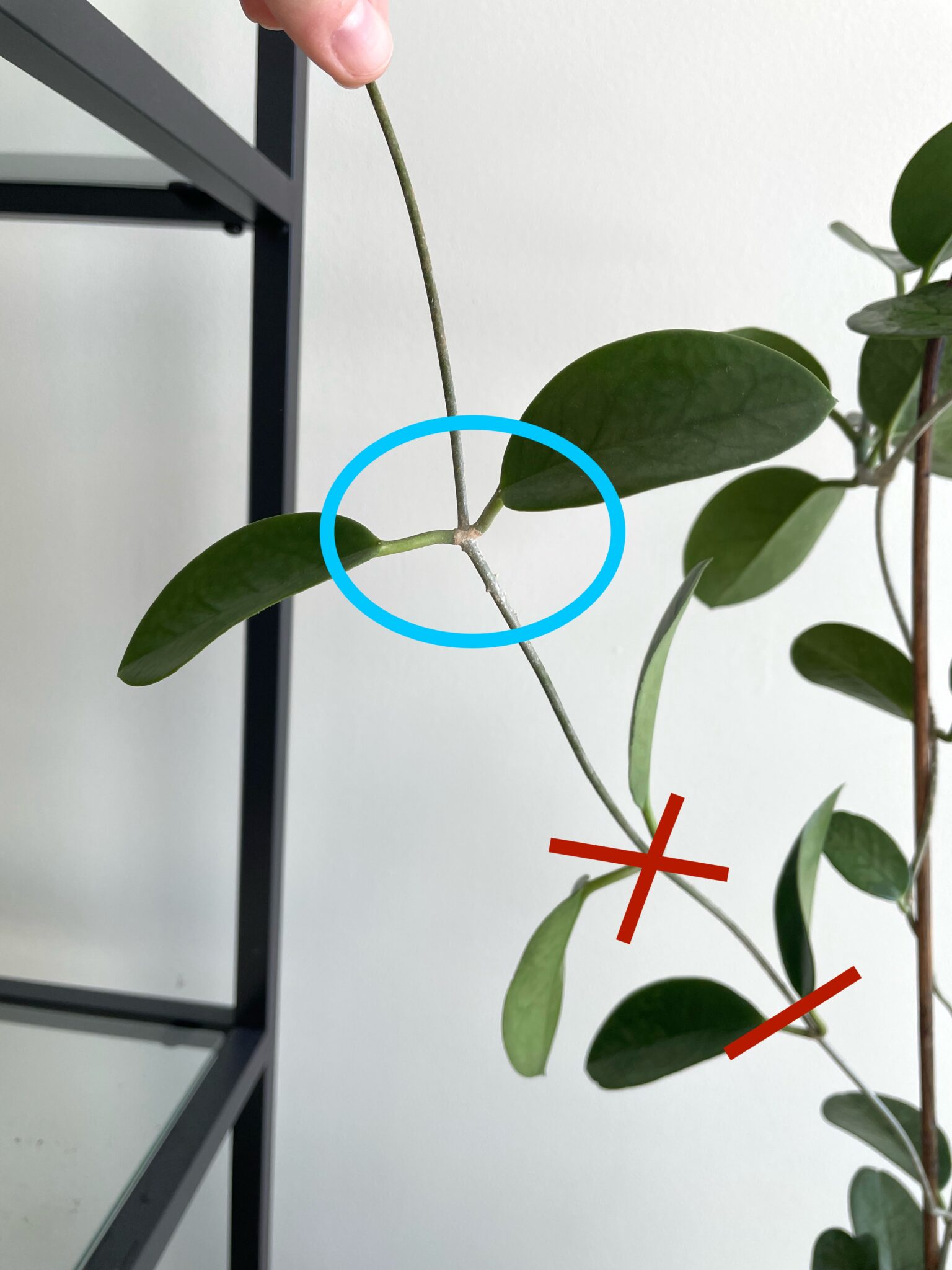 How To Propagate Hoya Leaf and Paw