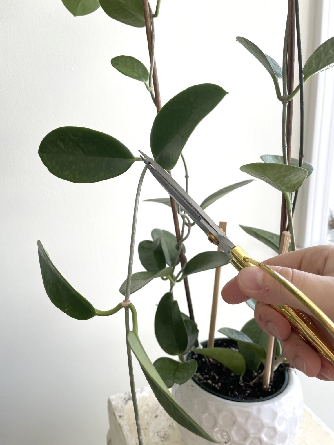 How To Propagate Hoya Leaf