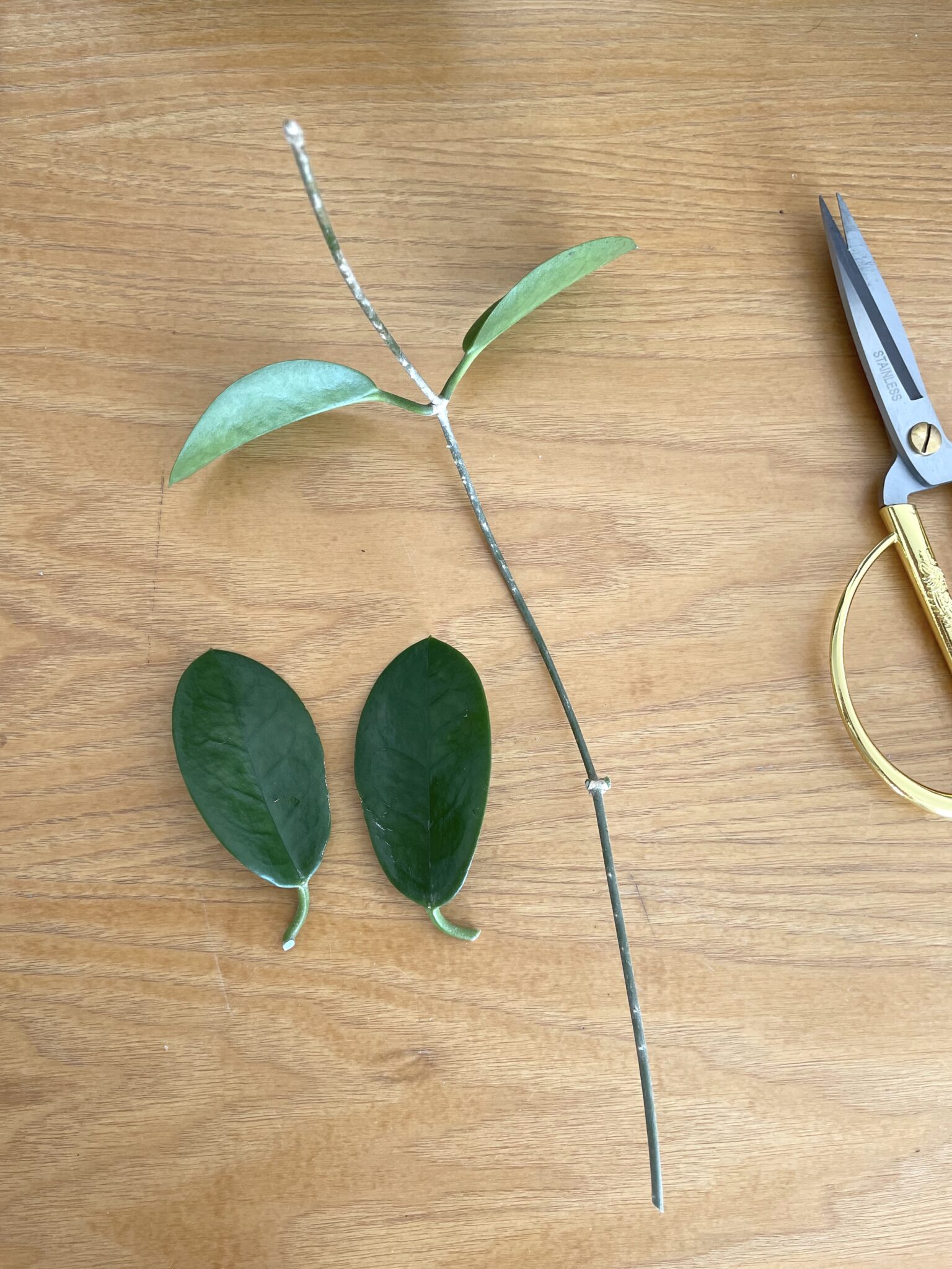 how-to-propagate-hoya-leaf-and-paw