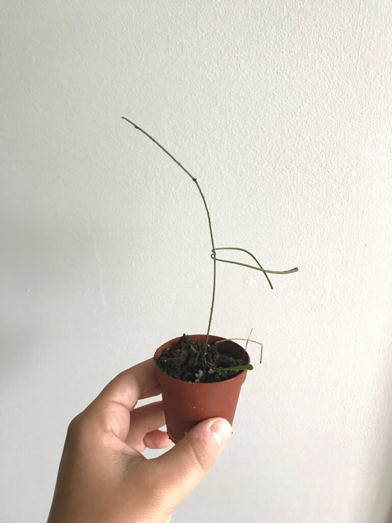 Hoya retusa propagation