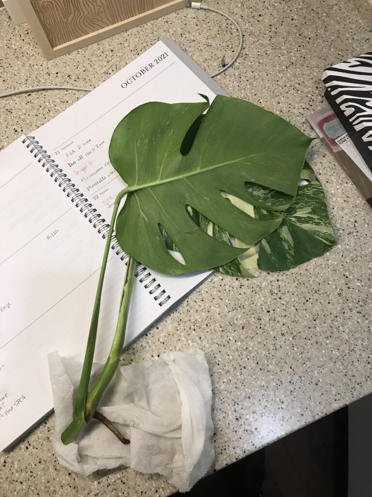 Monstera albo plant cutting for sale