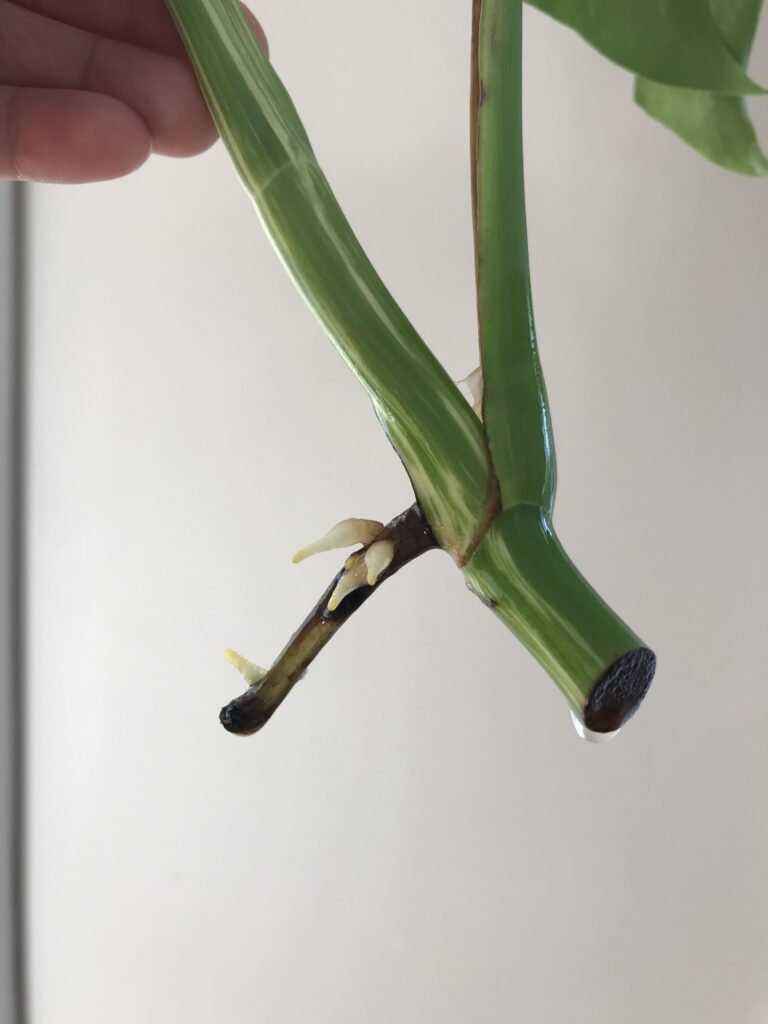 Monstera albo aerial root