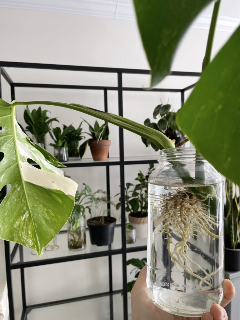 Monstera albo node