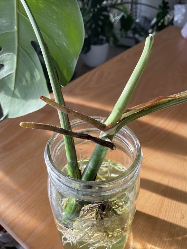 Monstera albo new growth 