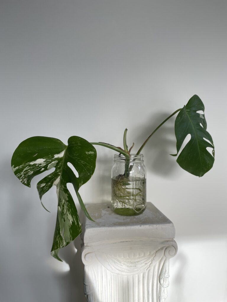 Variegated Monstera top cut 