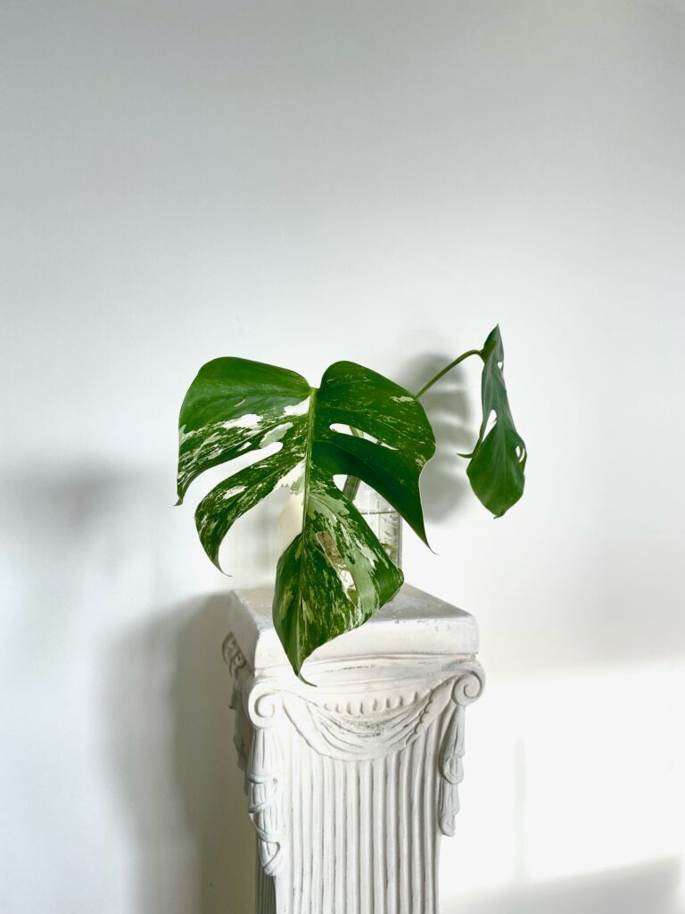 Monstera variegata - cutting – Boutures et moi