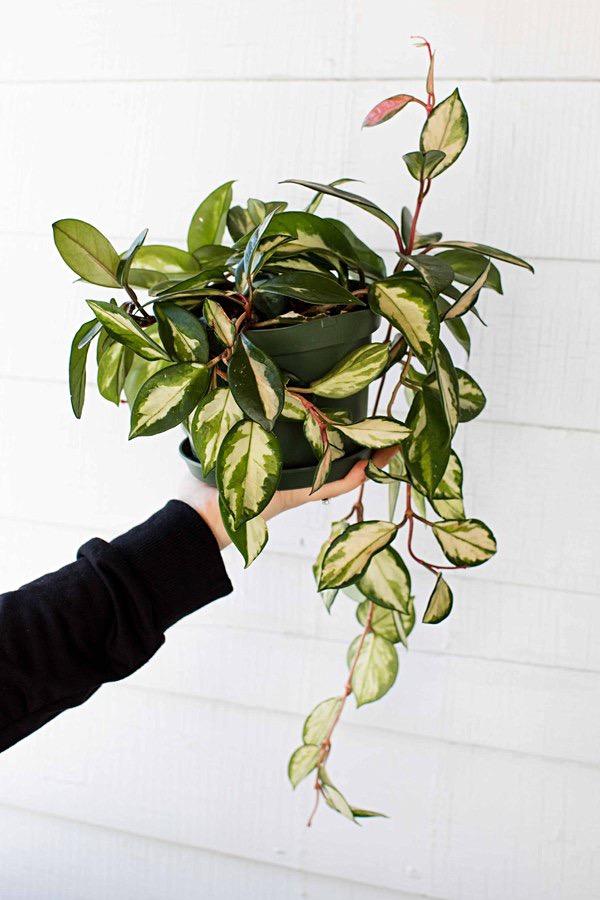 Hoya carnosa full plant