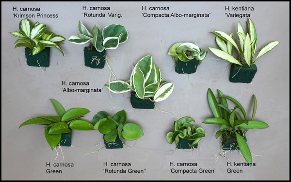 Hoya varieties guide 