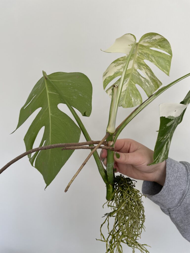 Monstera albo cutting planted in soil